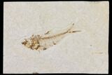 Diplomystus Fossil Fish - Wyoming #101180-1